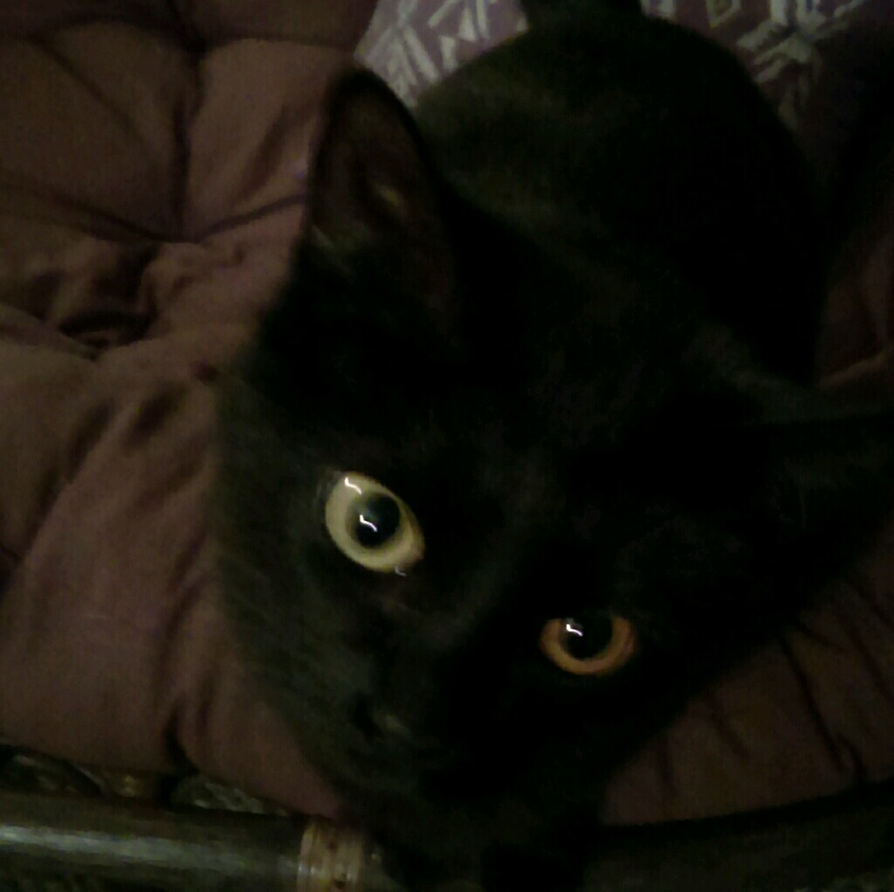 Meet your Posher, Cheyenne